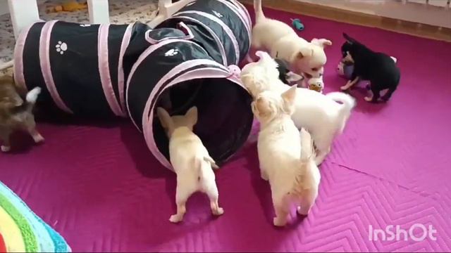 #чихуахуа ПРОДАЖА Веселье, малыши осваивают тоннельчик #купитьчихуахуа Питомник Лигрин, 89923489620 смотреть онлайн