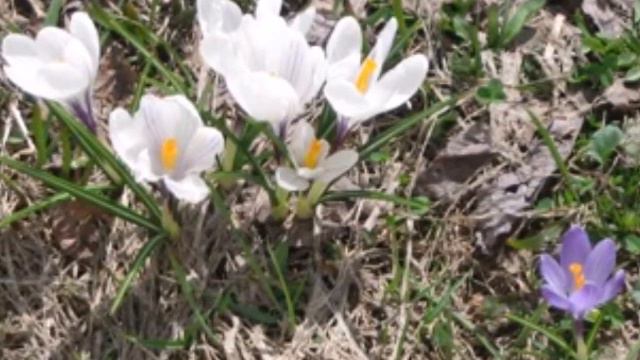 5月の花盛り/mandolin quartet смотреть онлайн