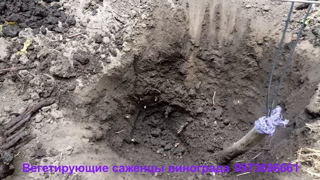 Умная яма VS неглубокая посадка Сравнение кустов винограда смотреть онлайн