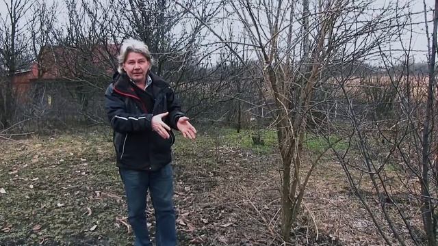 Деревья-путешественники: часть третья МАКЛЮРА смотреть онлайн