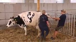 Как принимают роды у коровы вспомагателями родов VINK