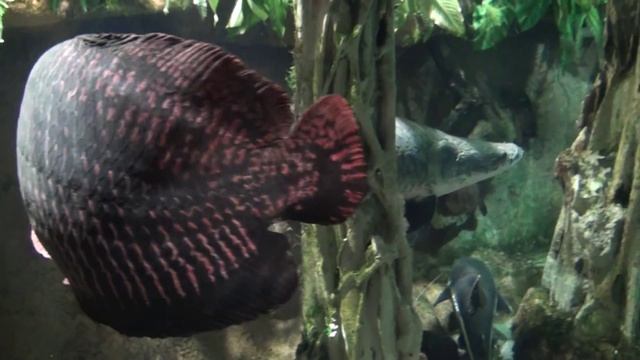 Рыба пираруку смотреть онлайн