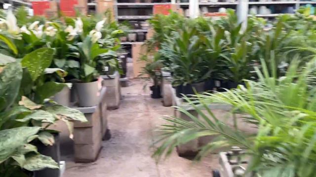 278: Plant Shopping VLOG | HUGE HD Garden Center In Dallas, Texas | See What I Got For $FREE.99 смотреть онлайн