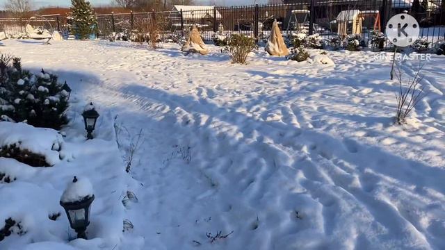 Как я укрываю туи от солнца в зимне - весенний период ❄️☃️🌲 самый простой способ ! #укрытиедлятуи смотреть онлайн