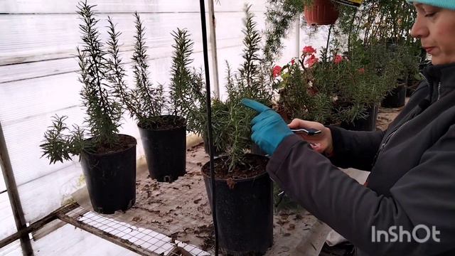 Сегодня черенкую. смотреть онлайн