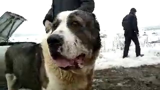 собачие бой АРМЕНИЯ смотреть онлайн