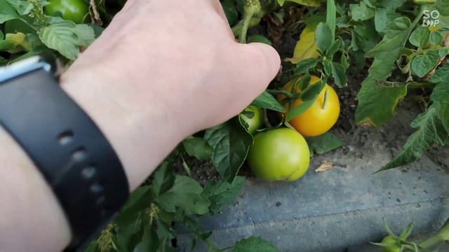 как превратить магазинные помидоры в домашние смотреть онлайн
