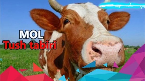 tushda mol ko'rish. Mol sigir tushda tush tabiri. Туш табири сигир