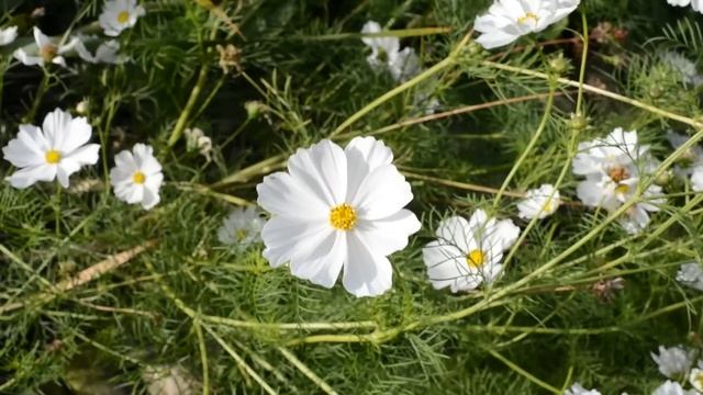 Nikon D600 HD 1080P HD Video | Geekanoids Test смотреть онлайн