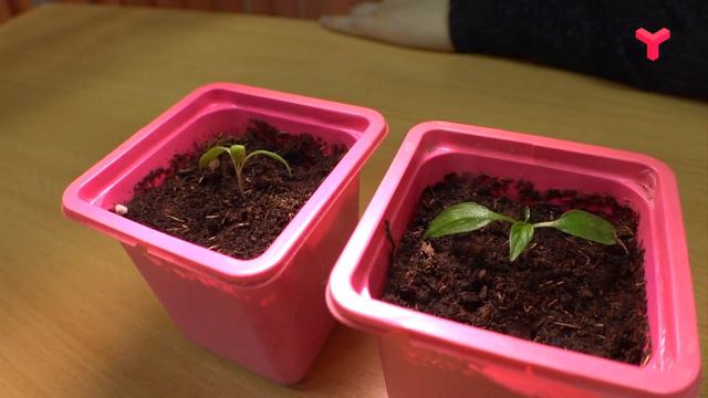 САДОВЫЙ ЭКСПЕРИМЕНТ смотреть онлайн
