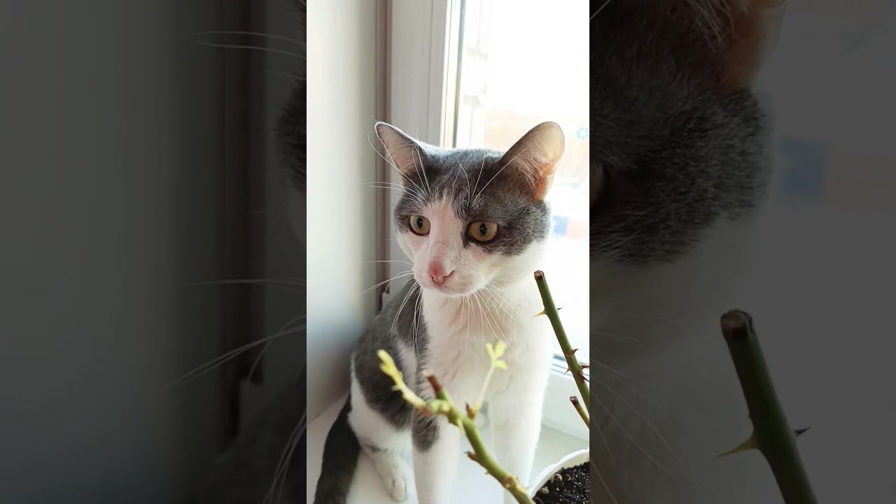 Мурзик встречает, первый Новый год в нашей семье! #новыйгод #мурзик #кот #приколы #питомец смотреть онлайн