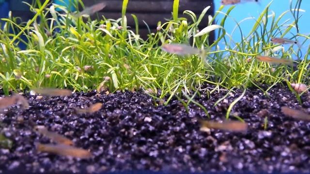 Barboides gracilis (wild) bij Aquarium Speciaalzaak Utaka смотреть онлайн