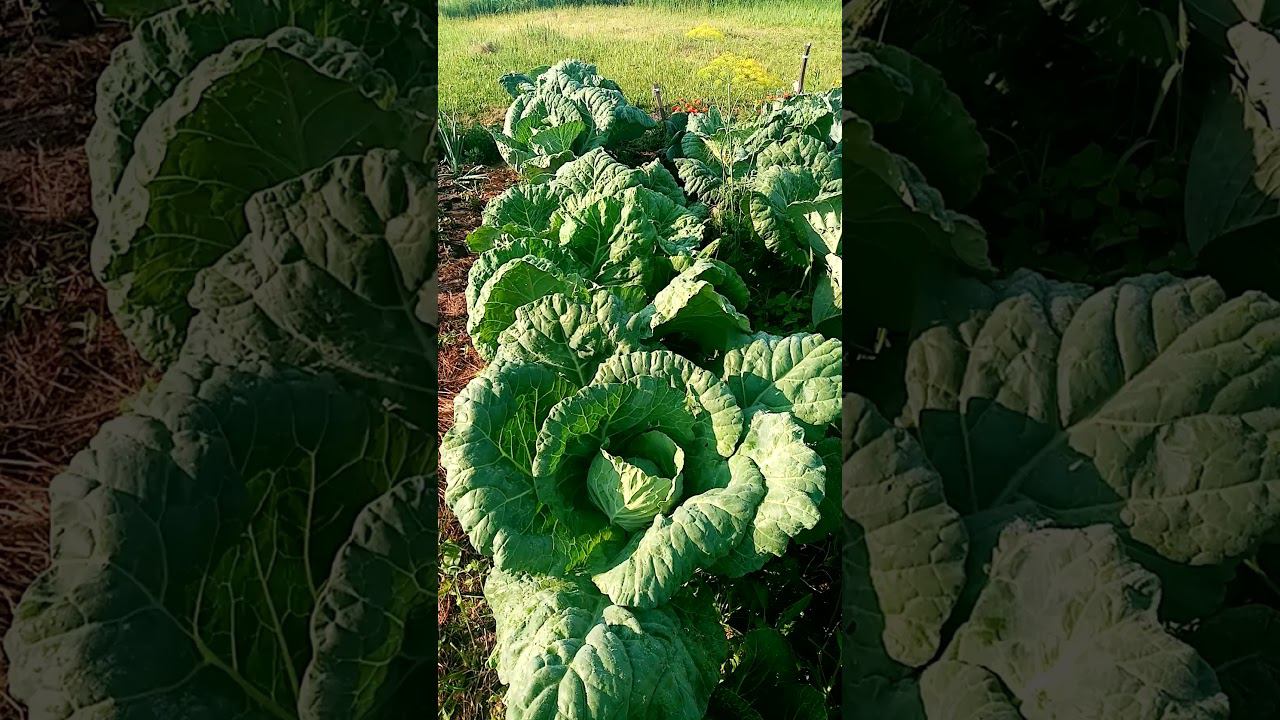 Почему капуста такая БОЛЬШАЯ. смотреть онлайн