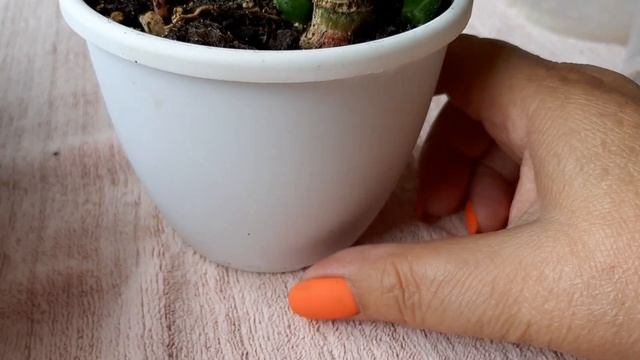 Сансевиерия трёхполосная. Пересадка болталка. смотреть онлайн