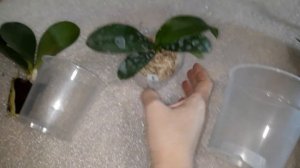 Как подобрать горшок для орхидей