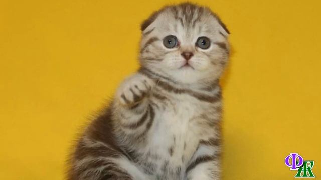 Кот Блин 9. «Вот люди! Оставили малыша и ушли!» - Коту стало жалко котёнка. Он взял его за шкирку и смотреть онлайн