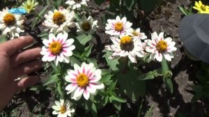 ЭТА ПРЕКРАСНАЯ ЦИНИЯ! КАРЛИКОВЫЙ СОРТ УДИВИТЕЛЬНОЙ КРАСОТЫ-МОНИКА!