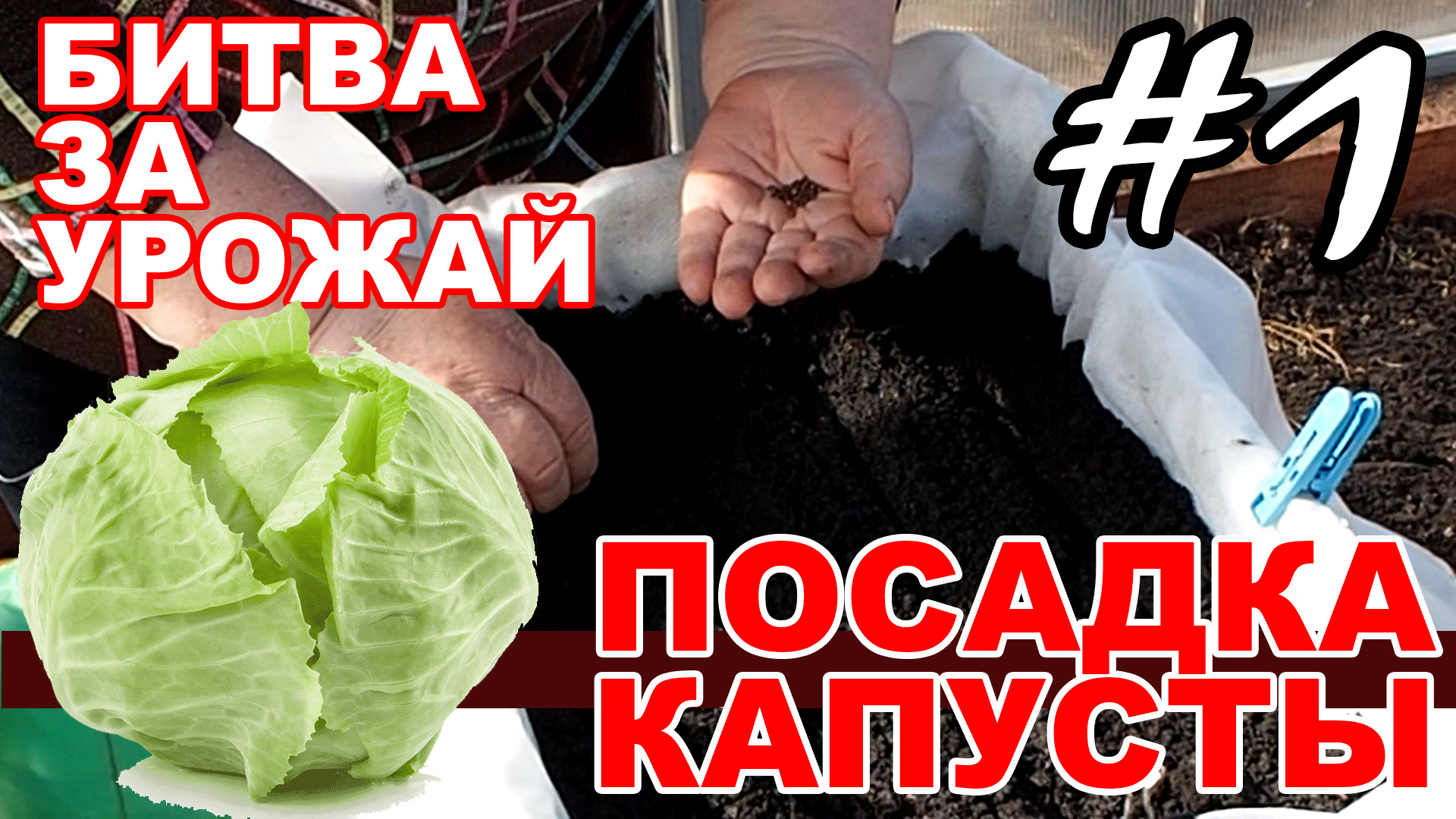 Посадка капусты на рассаду из семян в грунт в пластиковых ящиках - #1 смотреть онлайн