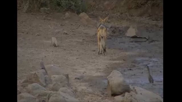 На пруду Pete