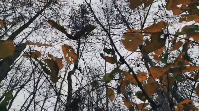 VID 20221016 103746 Хочу (К. Бальмонт)...Павел Васильев Лахтинский смотреть онлайн