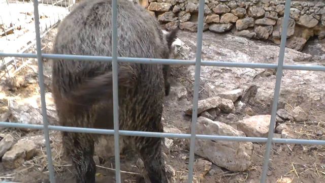 В зоопарке г.Хайфа Дикий кабан. смотреть онлайн