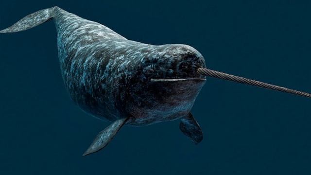 Кто такие Нарвалы? Интересные и Малоизвестные факты о Нарвалов! AnyWild! смотреть онлайн