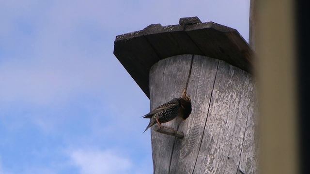 Птичьи страсти у скворечника