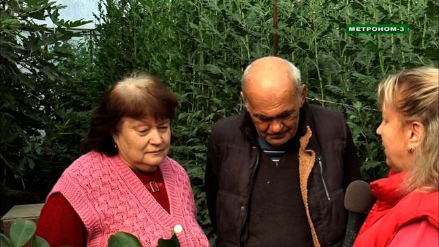 Огурцы,помидоры,хризантемы и папайю выращивает в теплице семья Катченко из Тбилисского района