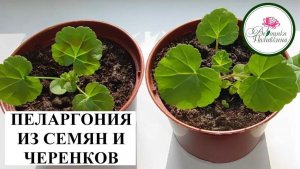 ПЕЛАРГОНИЯ ИЗ СЕМЯН И ЧЕРЕНКОВ
