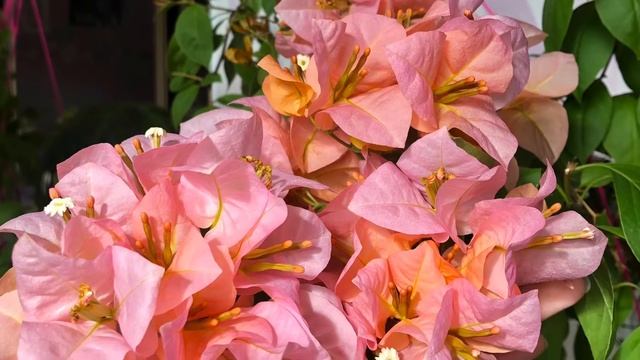 Бугенвиллия Hugh Evans? смотреть онлайн