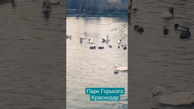 Утки, гуси и прочие водоплавающие, звуки природы ??? Парки города Краснодара #shorts смотреть онлайн