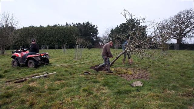 Mespilus germanica spring care смотреть онлайн
