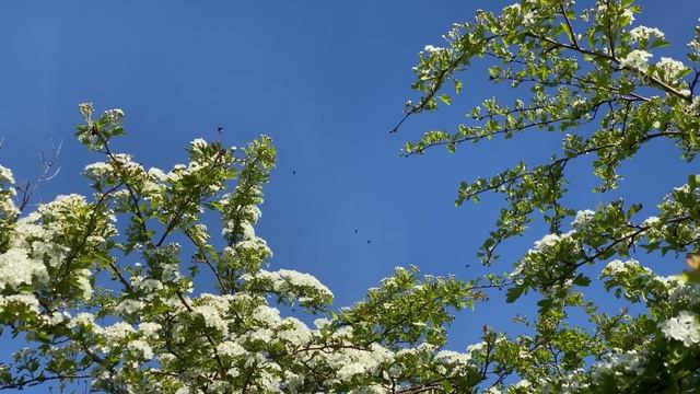 Is This THE BEST Native Shrub For Wildlife . . ? смотреть онлайн