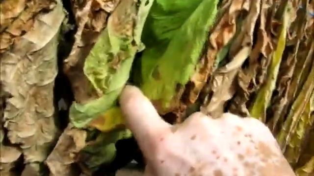 Про табак. Керчь. Ответ подписчику о сушке листа. смотреть онлайн