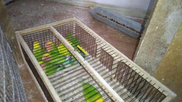 Пёстрые Розовощёкие Неразлучники.Условия содержания ! смотреть онлайн