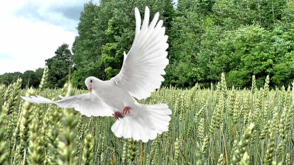 Сизые голуби. смотреть онлайн