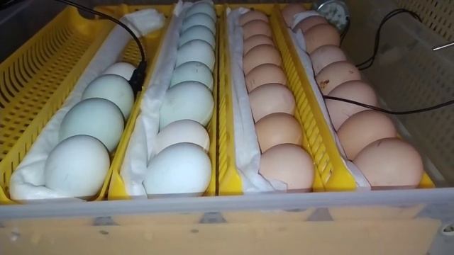 Начало ИНКУБАЦИИ яиц ЛЕГБАР от Ирины Давтян, Октябрь #Легбар #инкубатор Janoel-42 смотреть онлайн