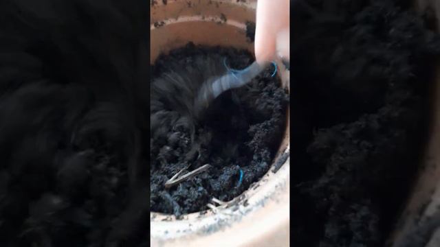 🌼kalanşo bakımı ve yapraktan çoğaltma . смотреть онлайн