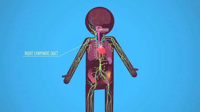 Lymphatic System: Crash Course Anatomy & Physiology #44 смотреть онлайн