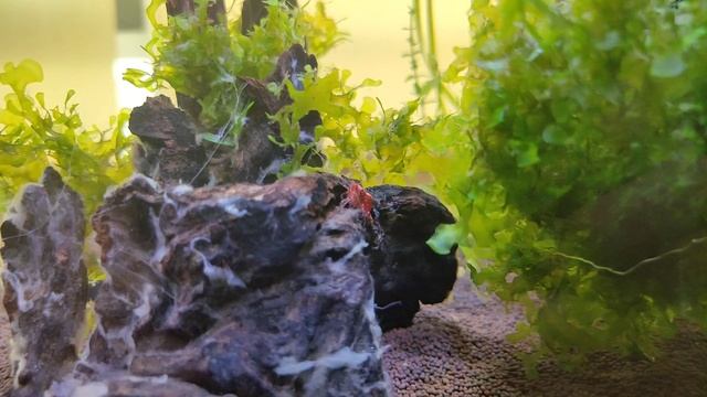 Креветка вишня за работой смотреть онлайн