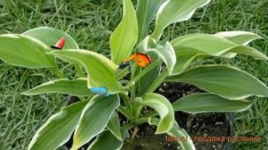 Хоста гибридная Моерхейм (hosta moerkheym) ? Моерхейм обзор: как сажать, луковицы хосты Моерхейм