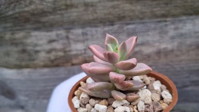 Graptosedum Bronze (Gilva) variegated смотреть онлайн