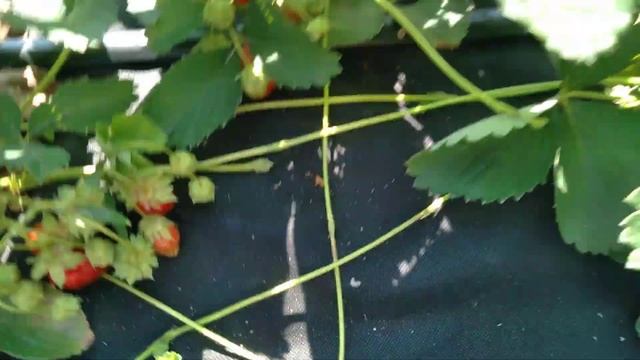 4.07.2023. Клубника Фестивальная первогодка. Пятый сбор. смотреть онлайн