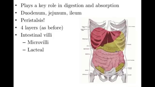 Anatomy and Physiology of Digestive System смотреть онлайн