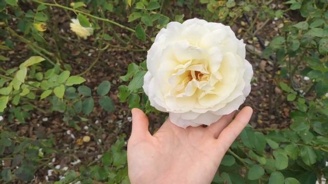 Самый красивый парк Буэнос-Айреса смотреть онлайн