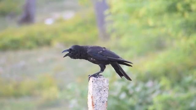 Приметы про ворон: плохие и хорошие. Защита от несчастий смотреть онлайн