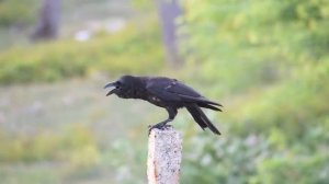 Приметы про ворон: плохие и хорошие. Защита от несчастий