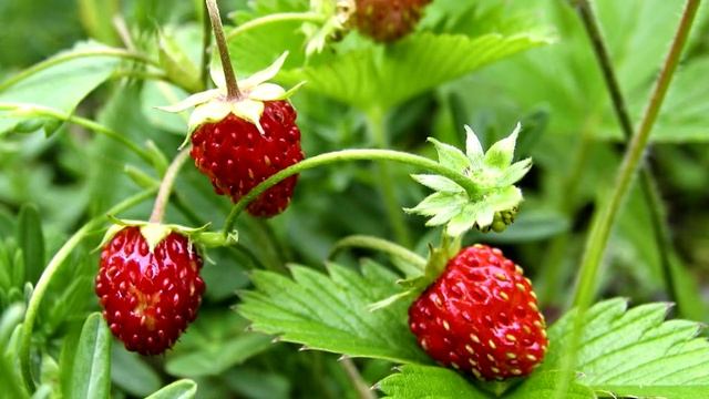 Почему на Руси не дарили сорванных цветов смотреть онлайн