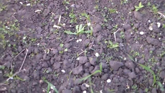 Посев клевера и люцерны, ответ на вопросы.