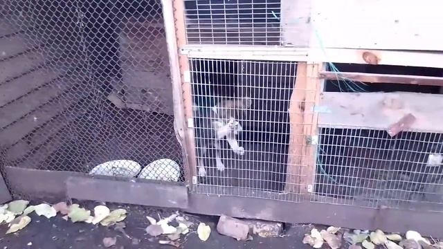 Влог: Начали выкладывать печь/Нашла серебрянный чайник/Прокатили Боньку смотреть онлайн